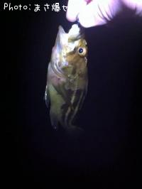 ���ޥ���