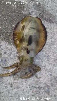 �����ꥤ��