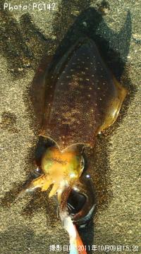 �����ꥤ��