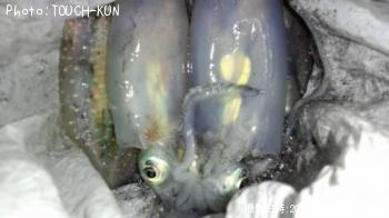 �����ꥤ��