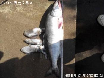 ¥µ¥±¤È¥¢¥ª¥ê¥¤¥«