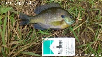 �֥롼����