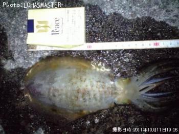 ¥¢¥ª¥ê¥¤¥«