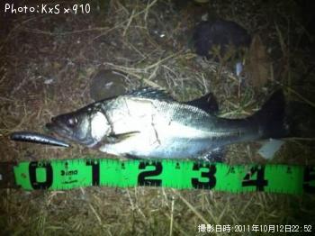 シーバス