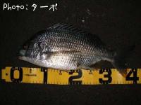 ���ӥ����