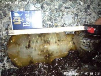 �����ꥤ��