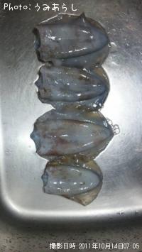 ¥¢¥ª¥ê¥¤¥«