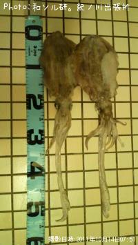 �����ꥤ��