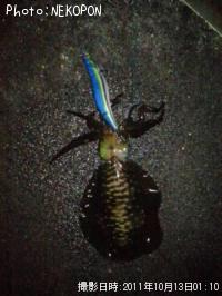 �����ꥤ��