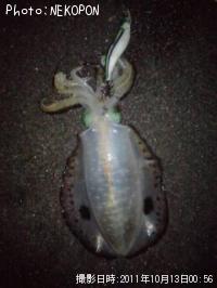 �����ꥤ��