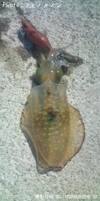 �����ꥤ��