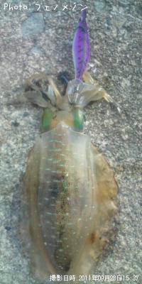 ¥¢¥ª¥ê¥¤¥«