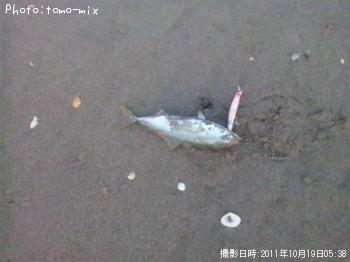 �����å�