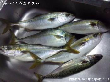 ���ʥ��Ȼ�