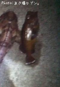 ������Х�