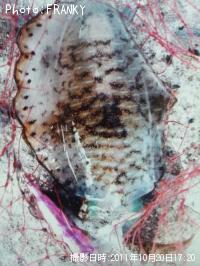 ¥¢¥ª¥ê¥¤¥«