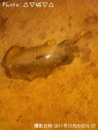 �����ꥤ��