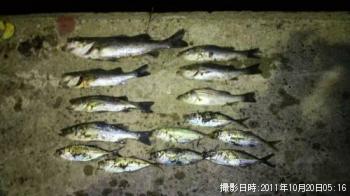 �����Х�������