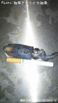 �����ꥤ��