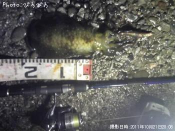 ¥¢¥ª¥ê¥¤¥«