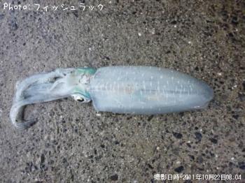 ¥¢¥ª¥ê¥¤¥«