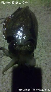 ¥³¥¦¤Á¤ã¤ó