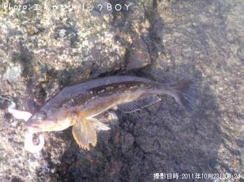 �����ʥ�