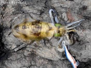 ¥¢¥ª¥ê¥¤¥«