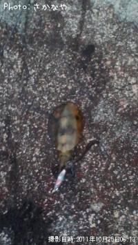 ¥¢¥ª¥ê¥¤¥«