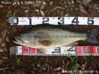 ¥Ö¥é¥Ã¥¯¥Ð¥¹