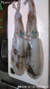 ¥¢¥ª¥ê¥¤¥«