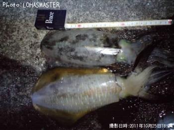 �����ꥤ��