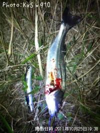 �����Х�