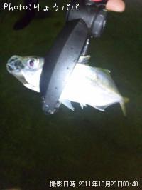 ¥¢¥¸