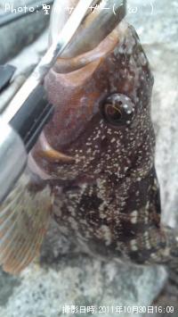 �����ʥ�