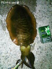 ¥¢¥ª¥ê¥¤¥«