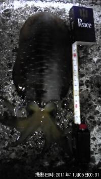 �����ꥤ��