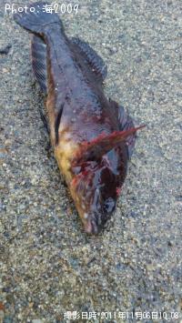 �����ʥ�