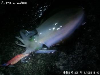 ¥¢¥ª¥ê¥¤¥«