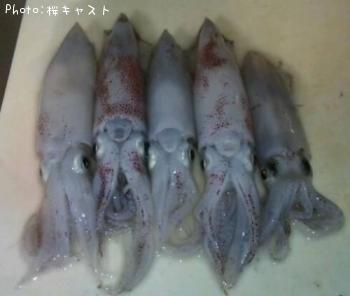 ¥Æ¥¯¥Ó¥¤¥«