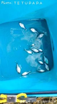 ÂçΦ¥Ð¥é¥¿¥Ê¥´