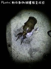 ¥¢¥ª¥ê¥¤¥«