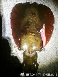 �����ꥤ��