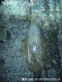 ¥¢¥ª¥ê¥¤¥«