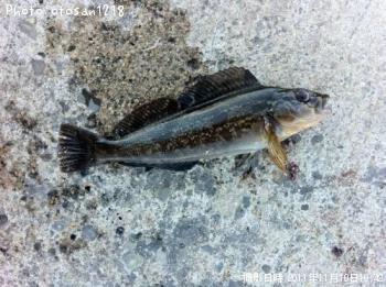 �����ʥ�