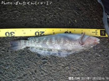 �����ʥ�