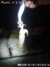 ¥Æ¥¯¥Ó¥¤¥«