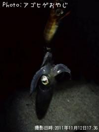 �ƥ��ӥ���