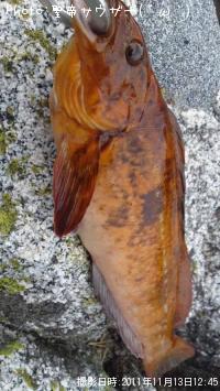 �����ʥ�