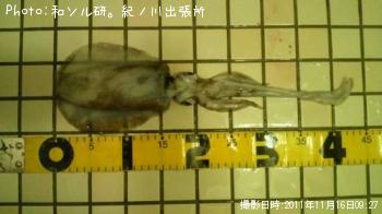 �����ꥤ��